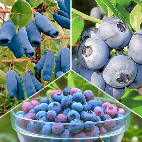 Tolles Angebot! Süßbeeren, Set mit 3 Setzlingen - Setzlinge: Ilość w opakowaniu: 3 Pflanze(n)