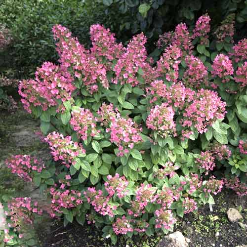 1 Pflanze(n), Rispenhortensie Magical Fire PBR, C3 - Setzlinge: Ilość w opakowaniu: 1 Pflanze(n)