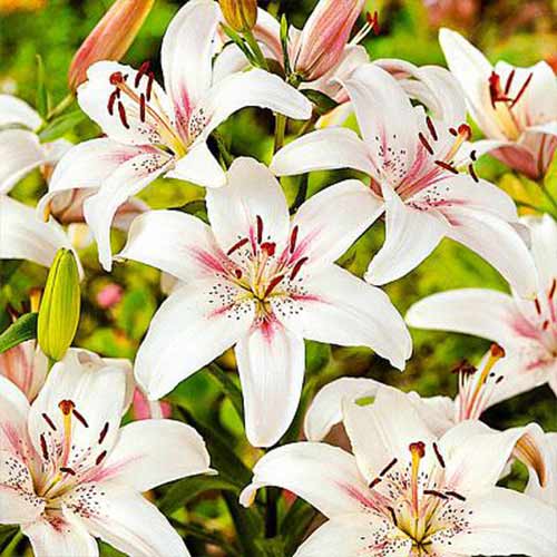 2 Stück, Lilie Marseille - Blumenzwiebeln: Ilość w opakowaniu: 2 Stück