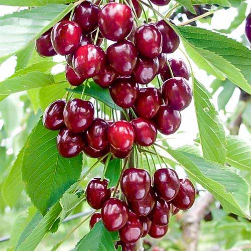 1 Pflanze(n), Säulensüßkirsche Caroline, С2 - Setzlinge: Ilość w opakowaniu: 1 Pflanze(n)