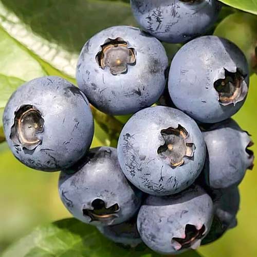 1 Pflanze(n), Heidelbeere Eliot, P9 - Setzlinge: Ilość w opakowaniu: 1 Pflanze(n)