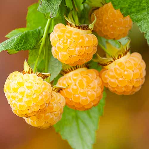 1 Pflanze(n), Himbeere All Gold (Ernte 2 Mal im Jahr) - Setzlinge: Ilość w opakowaniu: 1 Pflanze(n)