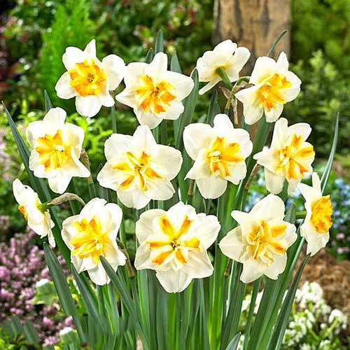 5 Stück, Narzisse Sorbet - Blumenzwiebeln: Ilość w opakowaniu: 5 Stück