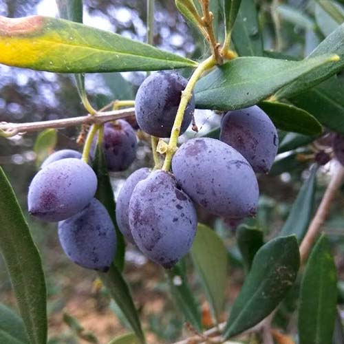 1 Pflanze(n), Olivenbaum (Olive) Koroneiki - Setzlinge: Ilość w opakowaniu: 1 Pflanze(n)