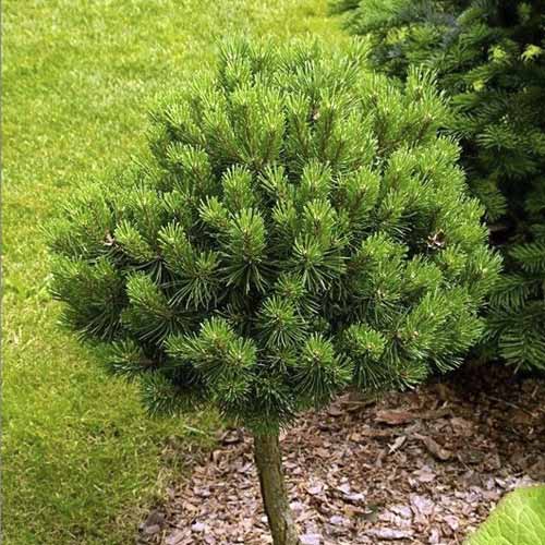 1 Pflanze(n), Gemeine Waldkiefer Treasure, C5 - Setzlinge: Ilość w opakowaniu: 1 Pflanze(n)