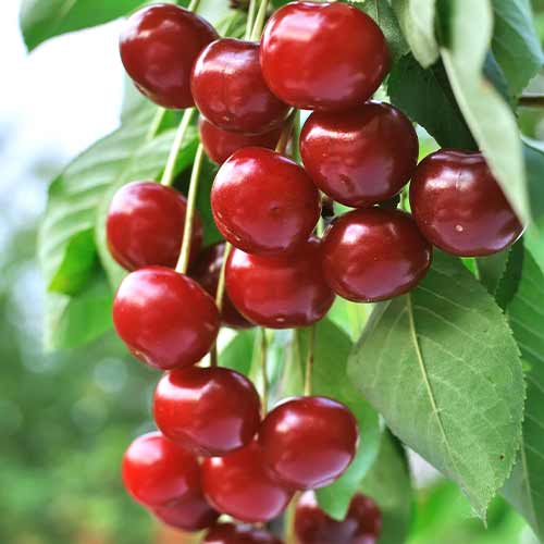 1 szt, Sauerkirche (columnar) Achat - Setzlinge: Ilość w opakowaniu: 1 szt