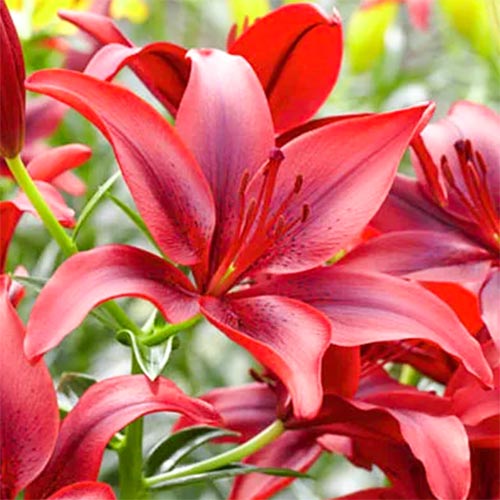 2 Stück, Lilie Black Out - Blumenzwiebeln: Ilość w opakowaniu: 2 Stück