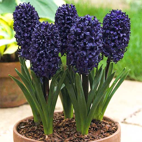 2 Stück, Hyazinthe Blue Saphire - Blumenzwiebeln: Ilość w opakowaniu: 2 Stück