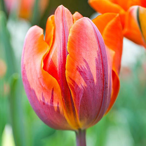 5 Stück, Tulpe Orange Princess - Blumenzwiebeln: Ilość w opakowaniu: 5 Stück
