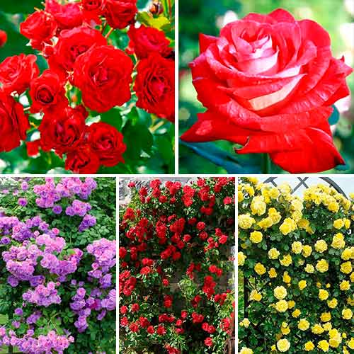 Tolles Angebot! Kletterrosen-Set Top Garden, Setzlinge 5er Set - Setzlinge: Ilość w opakowaniu: 5 Pflanze(n)