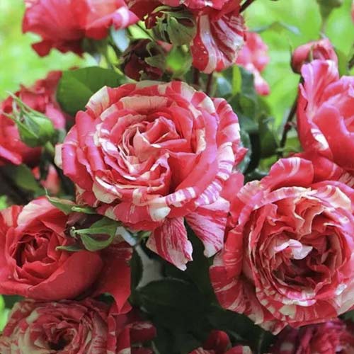 1 Pflanze(n), Kletterrose Chocolate Ripples - Setzlinge: Ilość w opakowaniu: 1 Pflanze(n)