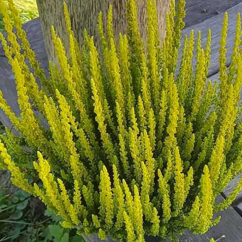 1 Pflanze(n), Besenheide Zelda - Setzlinge: Ilość w opakowaniu: 1 Pflanze(n)