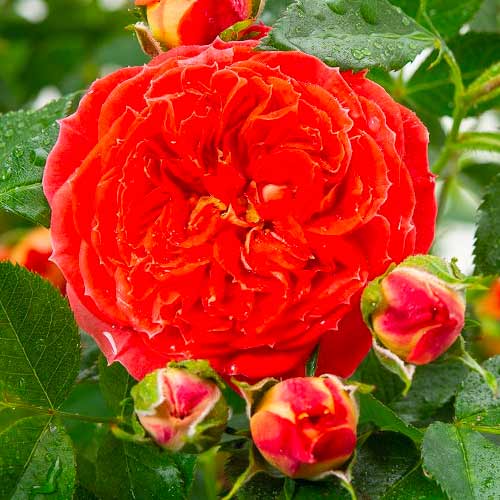 1 Pflanze(n), Großblütige Rose Carmen - Setzlinge: Ilość w opakowaniu: 1 Pflanze(n)