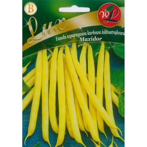 1 szt, Buschbohne Maxidor Legutko - Samen: Ilość w opakowaniu: 50 g