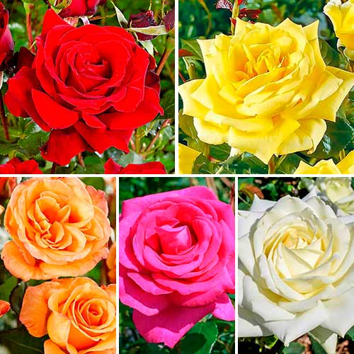 Tolles Angebot! Set großblütiger Rosen Classic Mix, Setzlinge 5er Set - Setzlinge: Ilość w opakowaniu: 5 Pflanze(n)