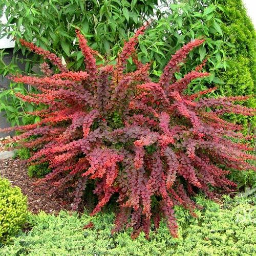 1 Pflanze(n), Berberitze Thunberga Golden Ring, P9 - Setzlinge: Ilość w opakowaniu: 1 Pflanze(n)