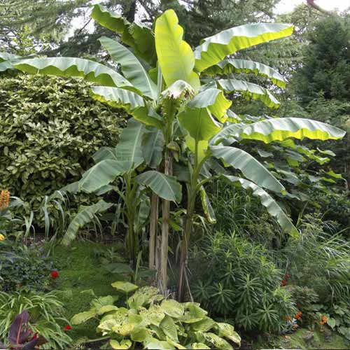 1 Pflanze(n), Banane (Musa bajo), C7,5 - Setzlinge: Ilość w opakowaniu: 1 Pflanze(n)