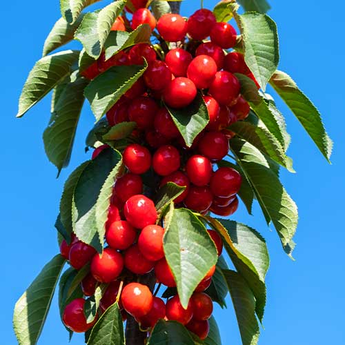 1 szt, Süßkirche (columnar) Her Torra - Setzlinge: Ilość w opakowaniu: 1 szt