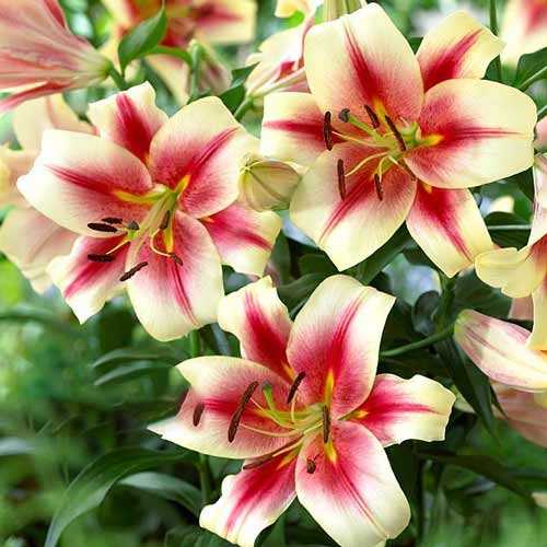 2 Stück, Lilie Albany - Blumenzwiebeln: Ilość w opakowaniu: 2 Stück