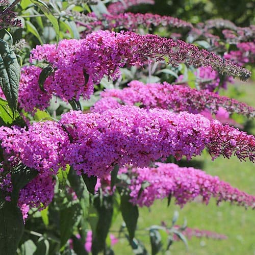 1 Pflanze(n), Buddleia Purple Prince, P9 - Setzlinge: Ilość w opakowaniu: 1 Pflanze(n)