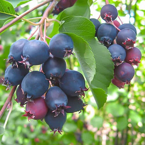 1 Pflanze(n), Felsenbirne Northline - Setzlinge: Ilość w opakowaniu: 1 Pflanze(n)