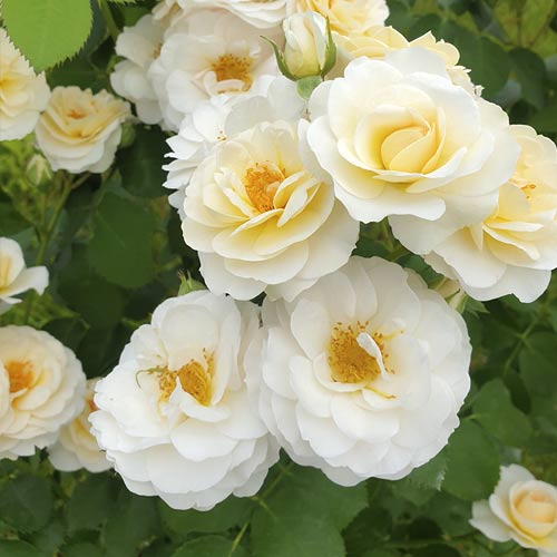 Rosa floribunda Zorza - Plântulas: Ilość w opakowaniu: 1 plant