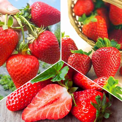 Conjunto de morangos ultra-repetitivos, 3 variedades - Plântulas: Ilość w opakowaniu: 15 plant