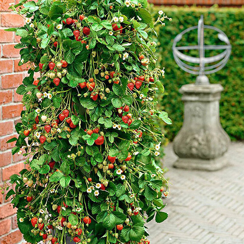 Morangos trepadores - Plântulas: Ilość w opakowaniu: 5 plant