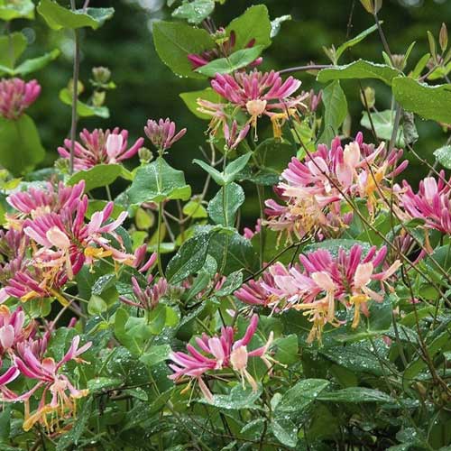 Madressilva Heckrott Goldflame - Plântulas: Ilość w opakowaniu: 1 plant