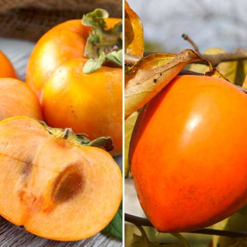 Conjunto Kaki (Hurma oriental), 2 mudas - Plântulas: Ilość w opakowaniu: 2 plant