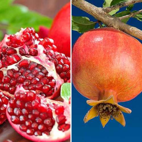 Duo de romã, 2 mudas - Plântulas: Ilość w opakowaniu: 2 plant