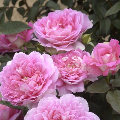 Rosa de flor grande Borneo Odore , C5 - Plántulas: Ilość w opakowaniu: 1 plantas