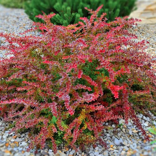 Agracejo de Thunberg Golden Ring, P9 - Plántulas: Ilość w opakowaniu: 1 plant