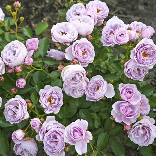 Rosa floribunda Nautica , C5 - Plántulas: Ilość w opakowaniu: 1 plantas