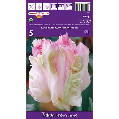 Tulipán Weber's Parrot - Bulbos: Ilość w opakowaniu: 5 bulbos