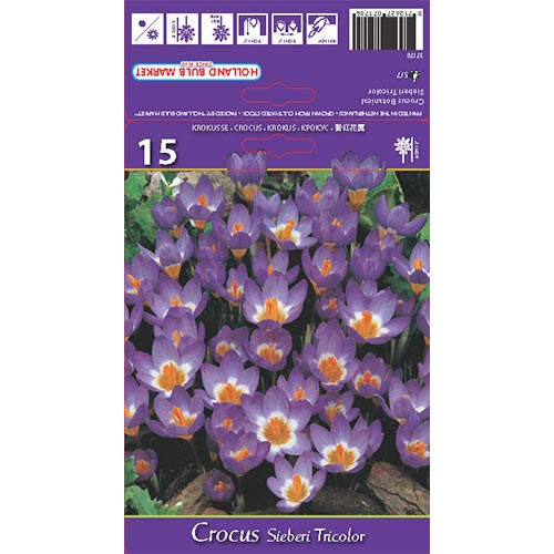 Crocus Sieberi Tricolor - Bulbos: Ilość w opakowaniu: 15 bulbos