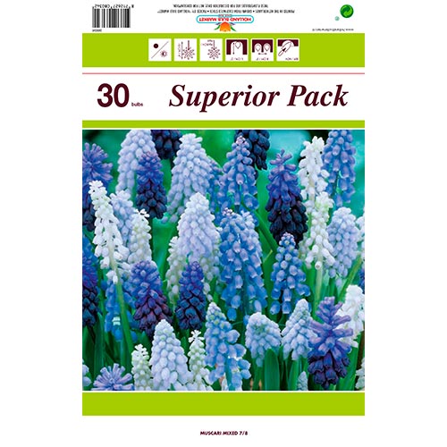 Gran oferta Muscari, lote de 30 bulbos - Bulbos: Ilość w opakowaniu: 30 bulbos