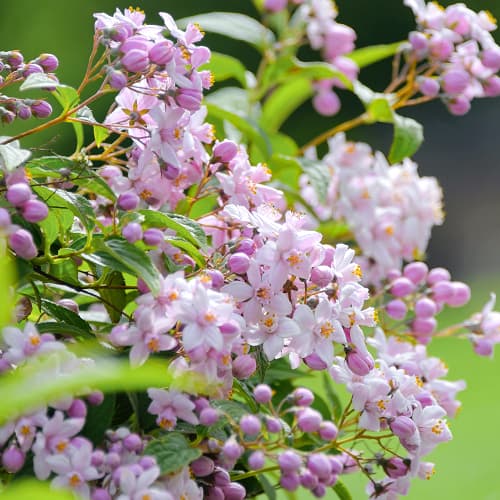 Deutzia Mont Rose, P9 - Plántulas: Ilość w opakowaniu: 1 plant