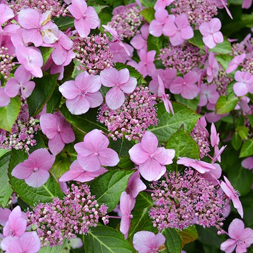 Hortensia de jardín Mariesii Perfecta, C2 - Plántulas: Ilość w opakowaniu: 1 none