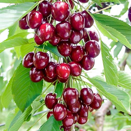 Cerezo columnar Caroline - Plántulas: Ilość w opakowaniu: 1 plant