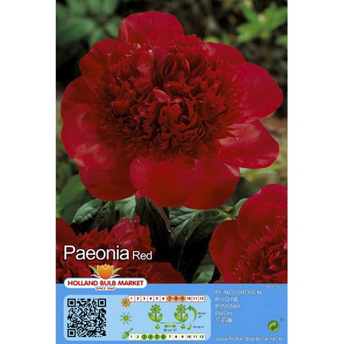 Peonía Roja - Plantas perennes: Ilość w opakowaniu: 1 bulbos