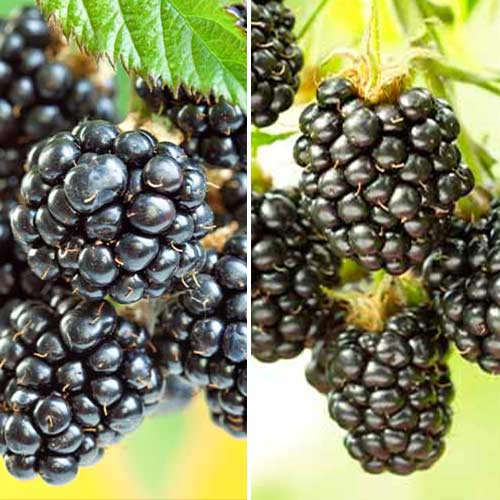 Mora Dúo, 2 plantas - Plántulas: Ilość w opakowaniu: 2 plantas