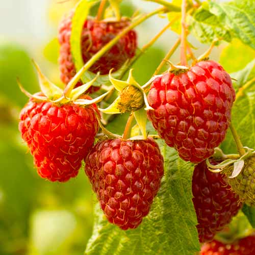 Frambuesa perenne Red Giant, Р9 - Plántulas: Ilość w opakowaniu: 1 plantas