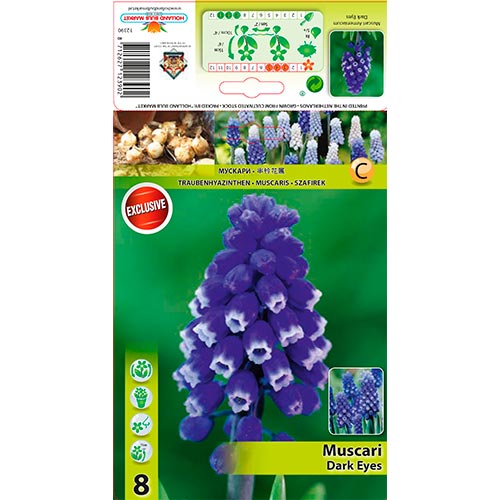 Muscari Ojos Oscuros - Bulbos: Ilość w opakowaniu: 8 bulbos