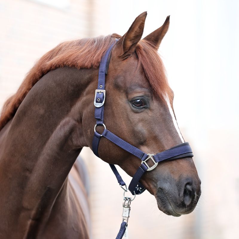 Kavalkade Kavalkade kantar z podszyciem Classic 24h