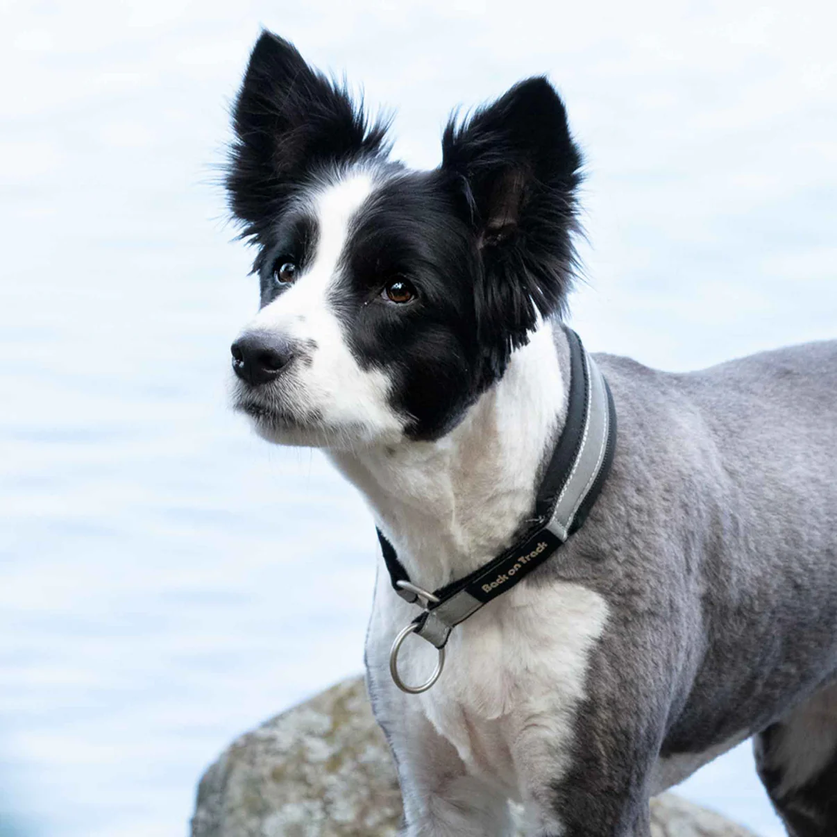 Back on Track Back on Track obroża dla psa Molly 24h