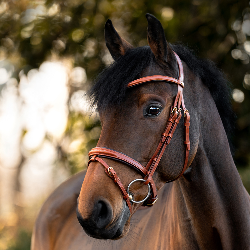 Kavalkade Kavalkade ogłowie Robin 24h