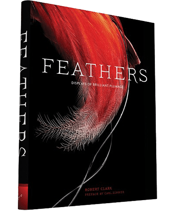 Feathers