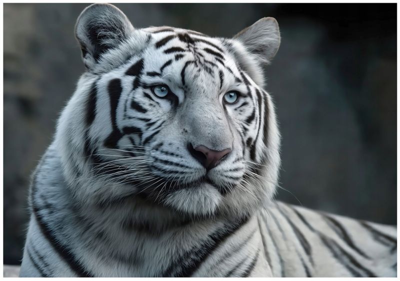 Fototapeta WALLARENA Do Sypialni Salonu Na Flizelinie Tygrys Zwierzęta Natura 350x250 cm Tapeta Ścienna 1 szt.