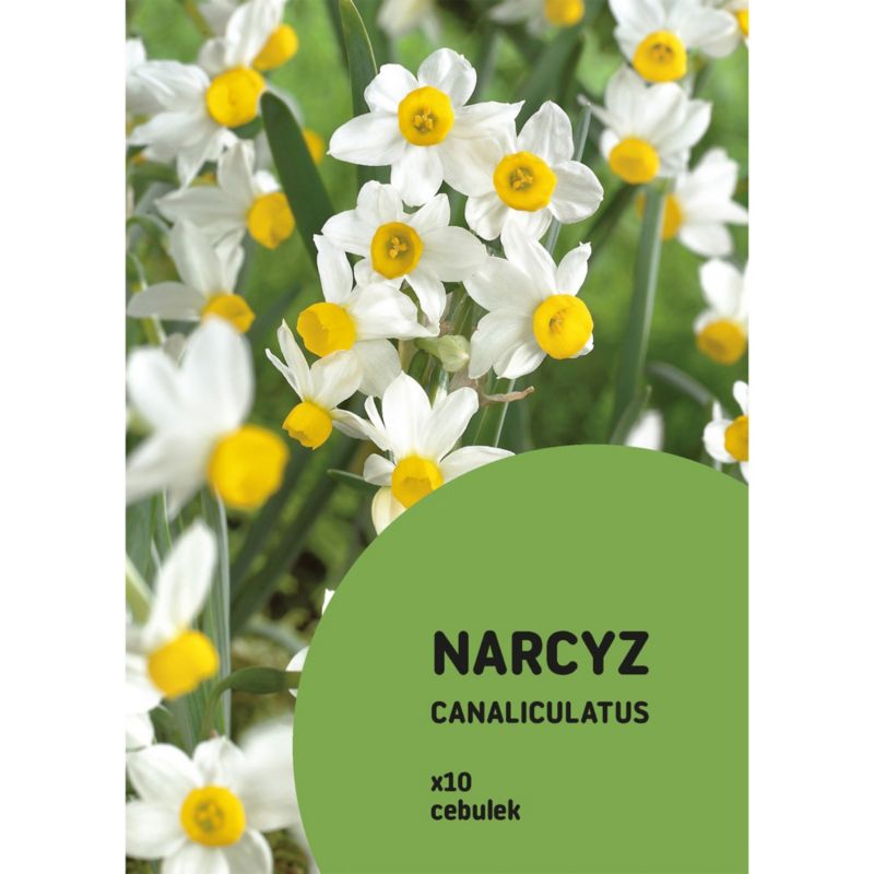 Narcyz mini Canaliculatus 10 szt.